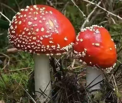 曲江区韶钢西区幼儿园“预防野生蘑菇🍄中毒”知识宣传