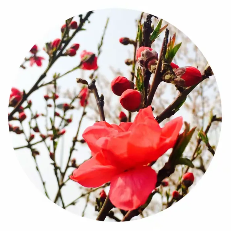 娇俏红梅喜迎春