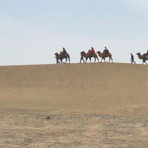 额济纳胡杨林～八道桥（26）