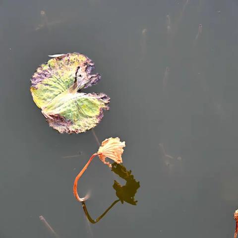 残荷落花也风流！