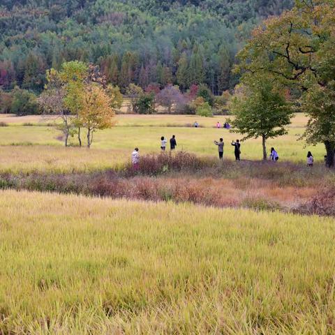 黄山行~秋到塔川 22.10.28.