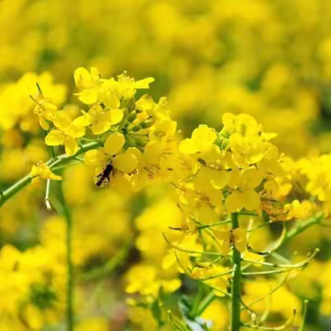 相约油菜花--中班课程故事