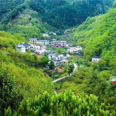 桐坑有机茶