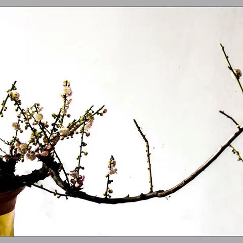 《百花齐放系列》——又见梅花开