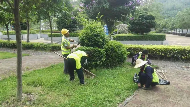 绿化树枝修剪培训内容