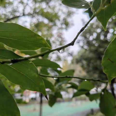 雨后即景