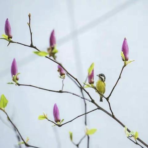 隔离病毒，为爱传递——平罗县城关第五小学一年级小朋友居家学习生活掠影