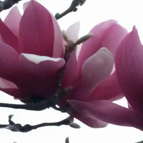 昆明大观楼郁金香、梅花、兰花和紫玉兰花竞相绽放