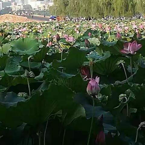 天山雪莲的美篇    温暖大家庭    和谐共进步