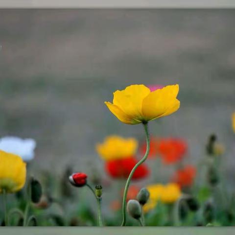 居家学练增斗志  返校中考添光彩