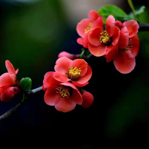 厉害的新冠不惧怕  厉害的祖国佑中华