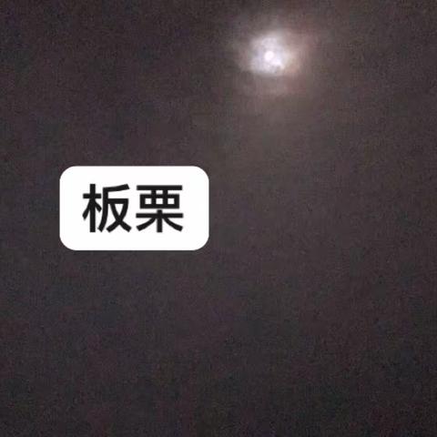 新下树板栗