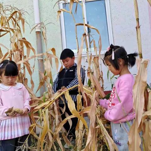 丰收的季节-渠口中心幼儿园秋季活动