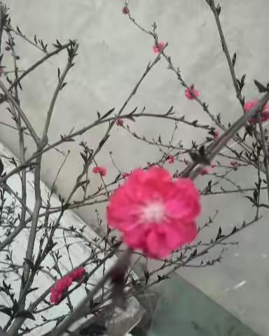 愁