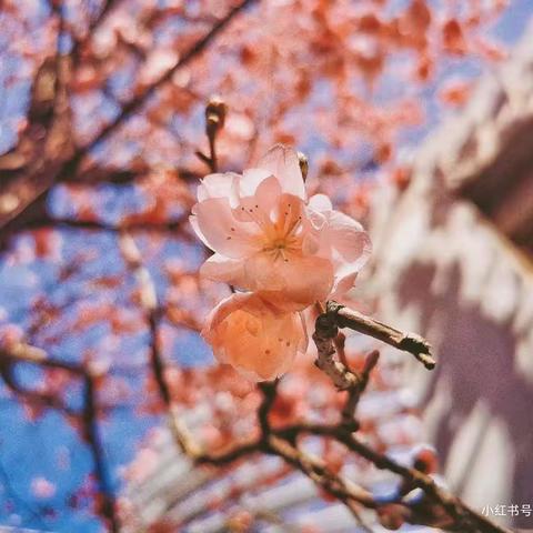 【春暖“花”开，“同”向未来】冀英第三小学年级成长展播 ——“乐享寒假，缤纷生活”