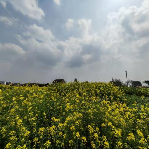 油菜花海漫过春水岸：湿地公园四月行