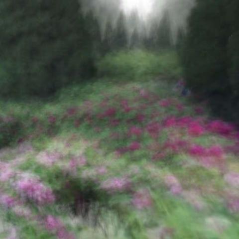 牡丹花开动戚城