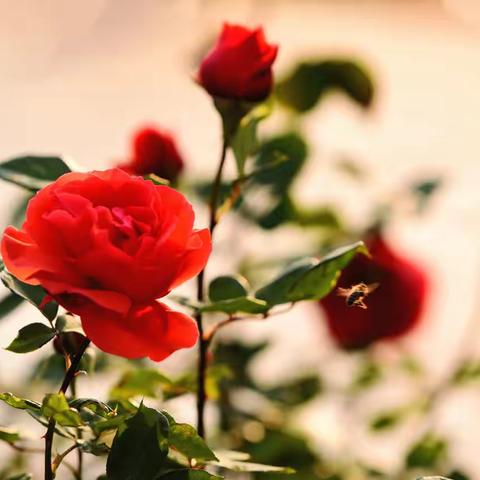 风姿别样绯羞美，流火端庄月月红。