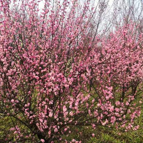 花儿俏   春来到