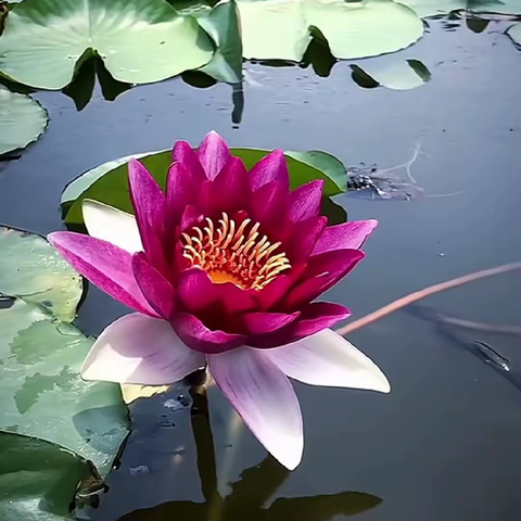 平凡的美篇