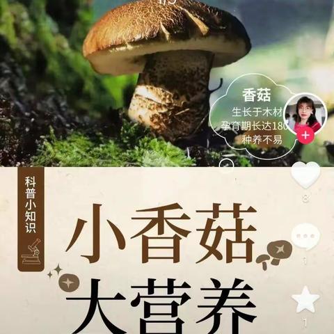 小香菇     大营养