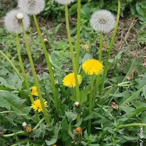 【春天的精灵——蒲公英】北城幼儿园大三班中医药班本课程