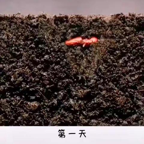 🌱《春天里的种子》🌱——牛栏江镇中心幼儿园大(二)班主题活动