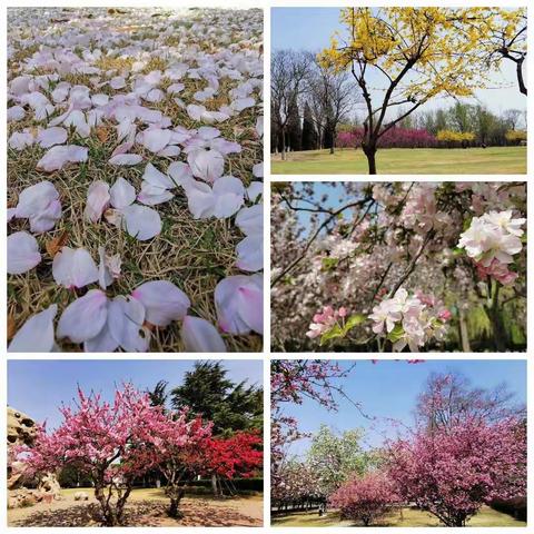 春已到，花已开，努力学习的孩子真可爱