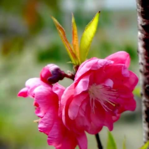 春来郊野桃花开