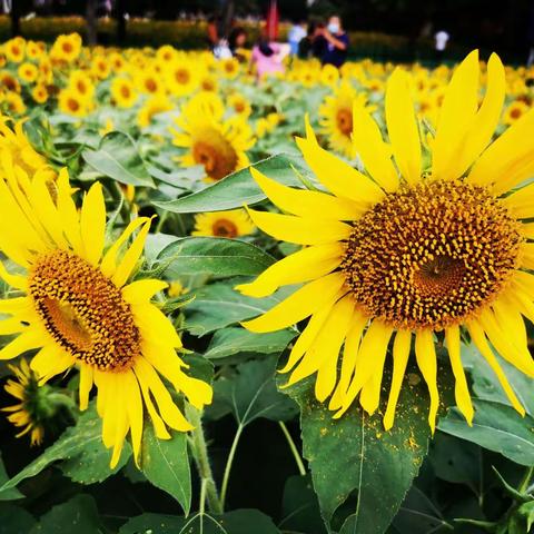 花开能向日，花落委苍苔