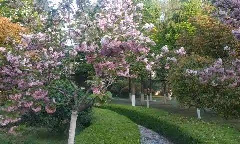 晚春晨光