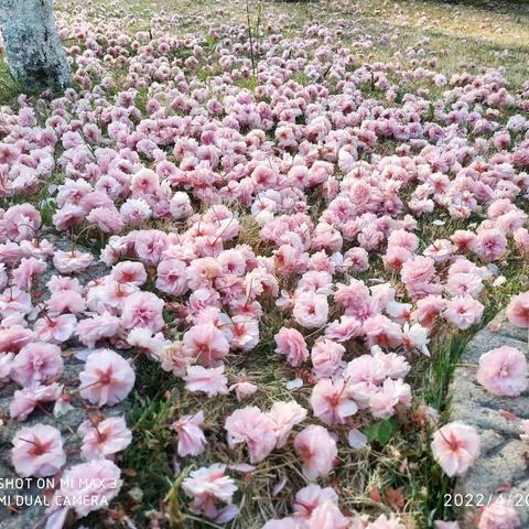 谷雨时节，花落花开