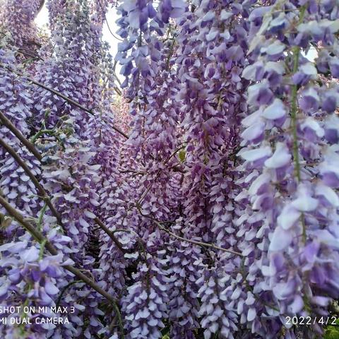 紫气东来，藤蔓花开