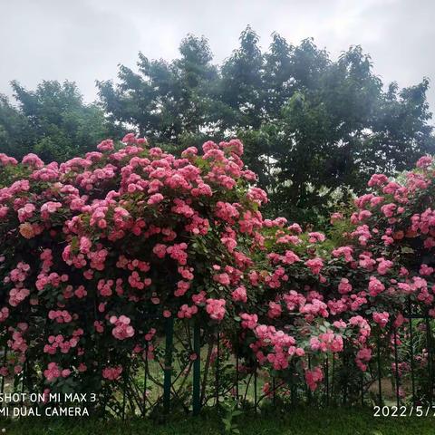 月季花园