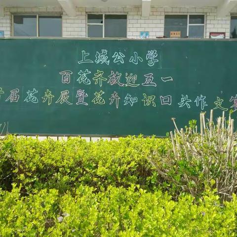 鲁村教学区上城公小学组织百花齐放迎五一首届花卉知识口头作文大赛