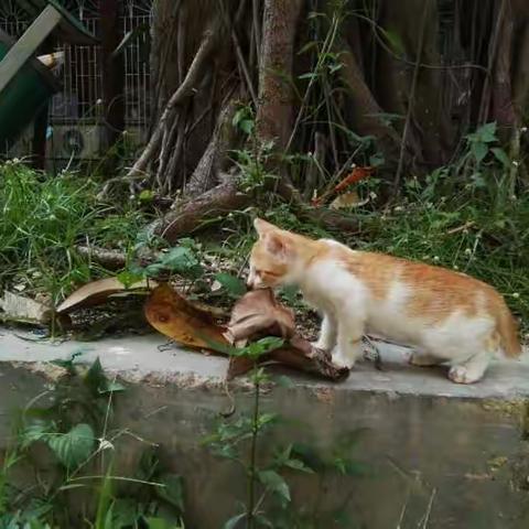 猫猫又来了