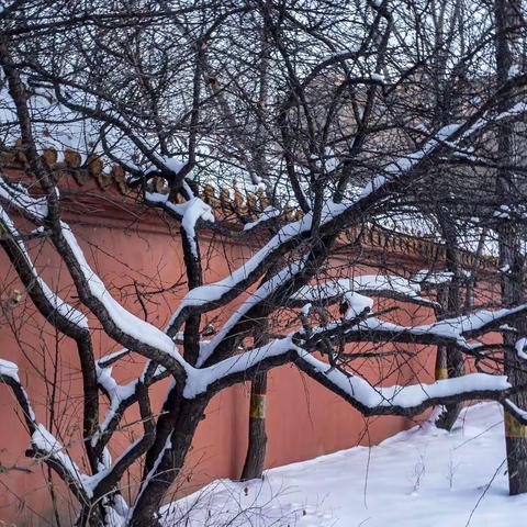 【风知道山】雪落红墙