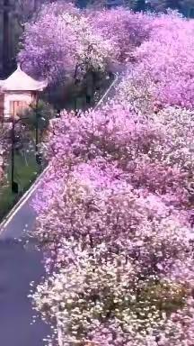 云端育桃李    丹心铸师魂
