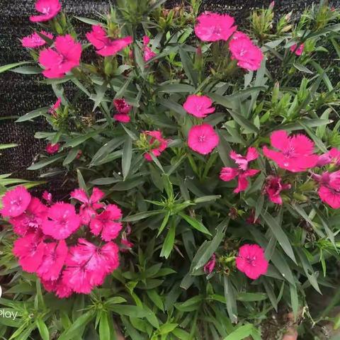 童心向党，快乐成长————灵山县新圩镇六峰小学2021年六一活动展影