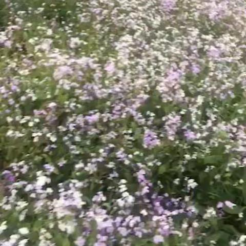 善良优雅漂亮的妹妹