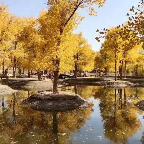 酒泉.金塔胡杨林