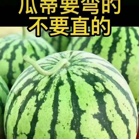 沃水宝为什么深受瓜农喜爱