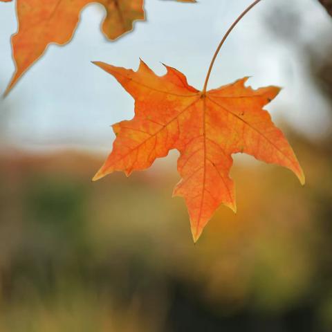 水秀，叶红，美了秋！
