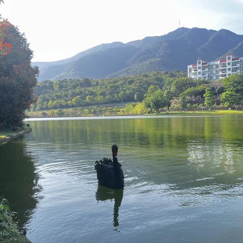 学思践悟行，习研促成长