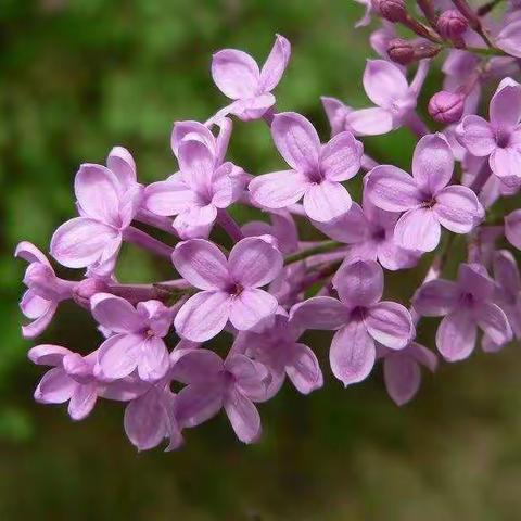 丁香花