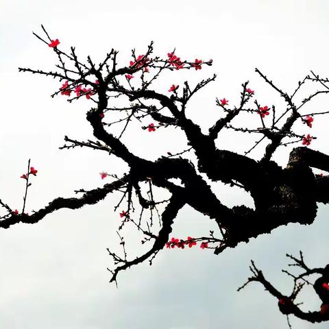 《曲骨傲寒三月艳 武当桃花始盛开》2018年2月19日摄