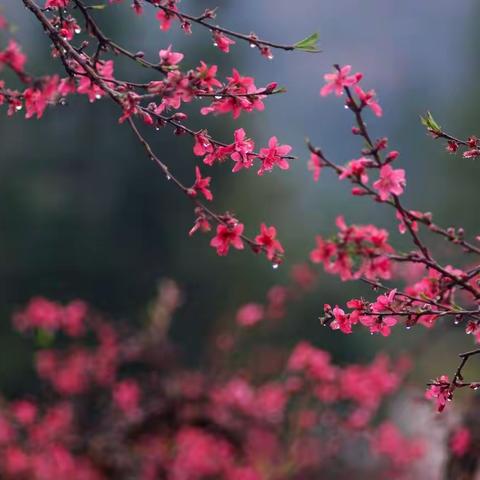 云拥南武当 桃花醉人间