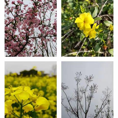 教学相长——店埠学区中心学校六（4）班数学活动记实