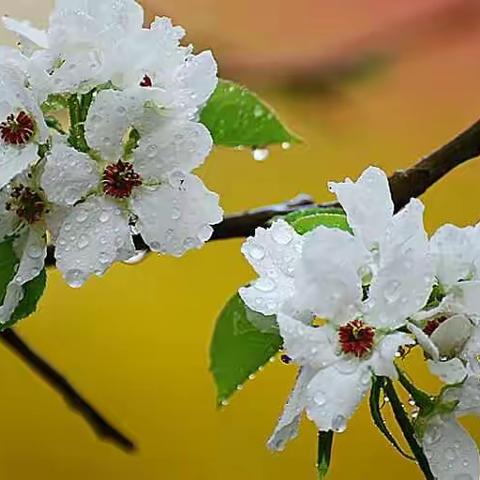 梨花珠雨，玉白醒春。 傍闲翁•惠园随拍