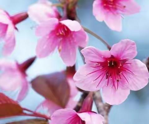 桃花 郭瑾宜
